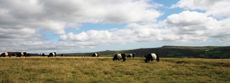 Belted Galloway cows grazing on the common