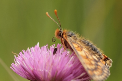 Marsh Fritillary